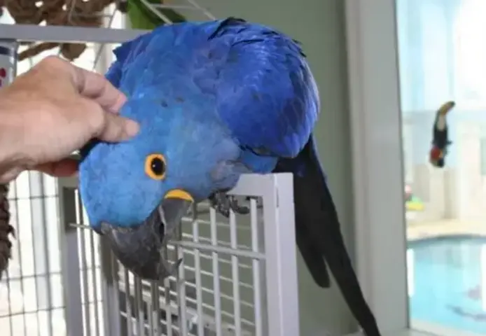 Gezähmte Hyazinth-Aras