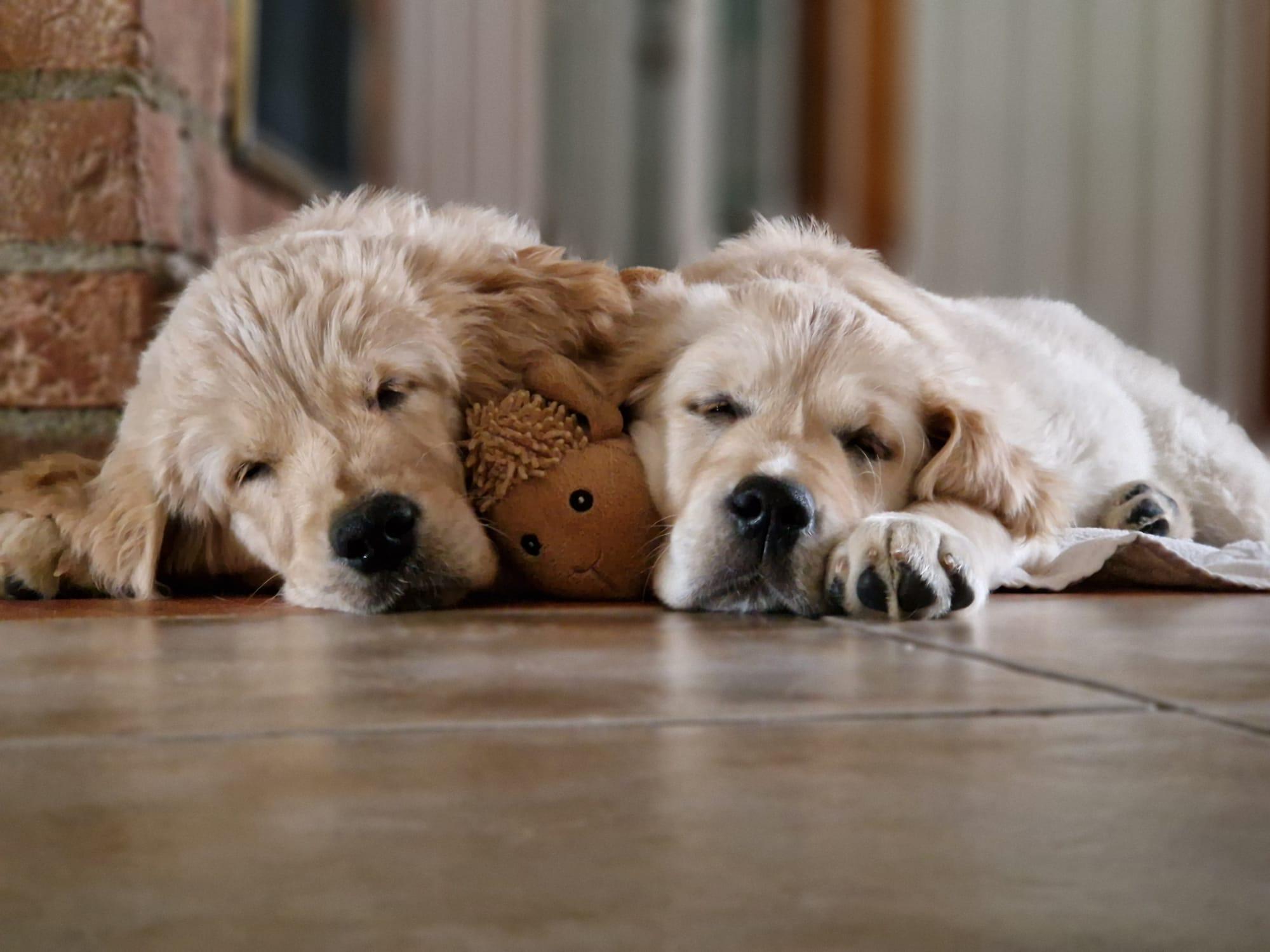 Golden Retriever - lovely young puppies