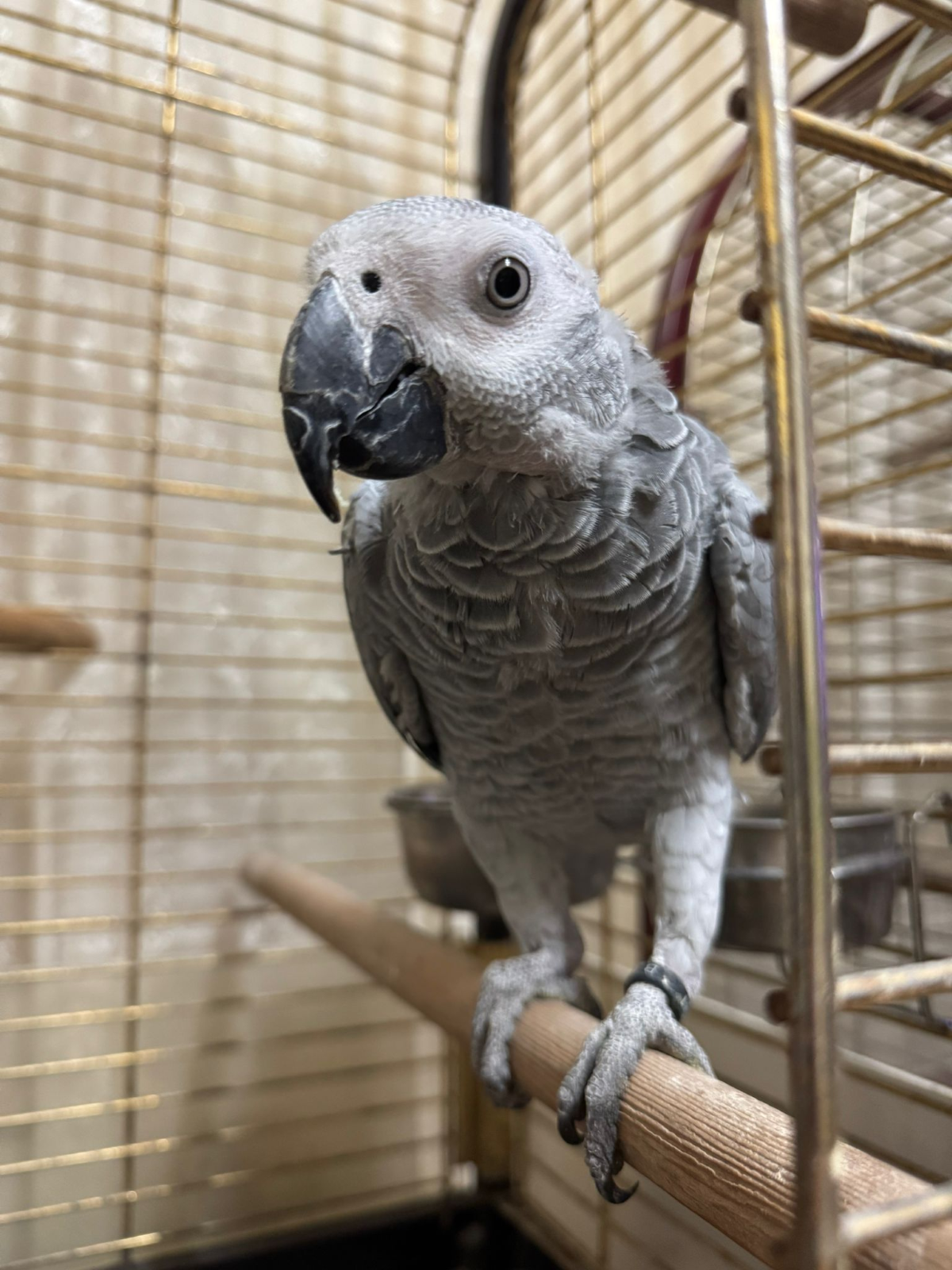 Graupapagei Henne 1 Jahr Alt!