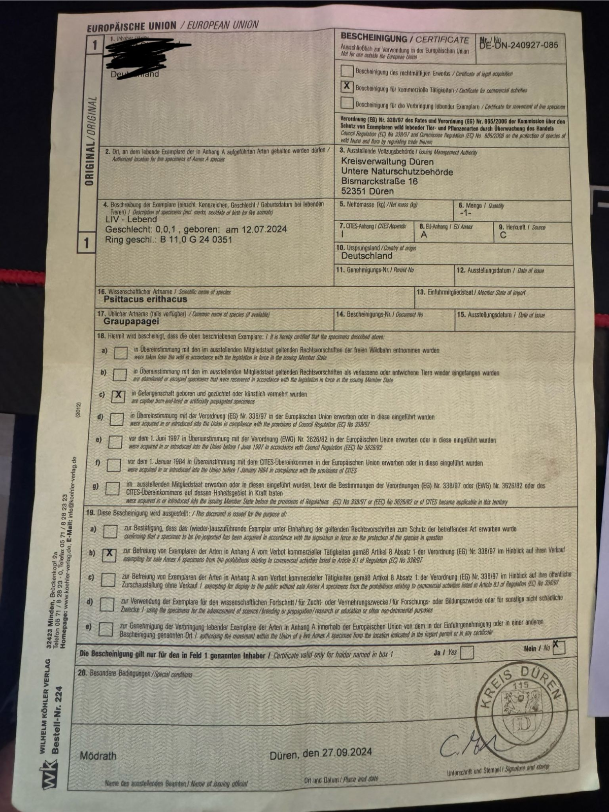 Graupapagei Henne 1 Jahr Alt!