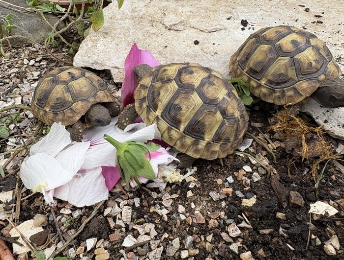 Griechische Landschildkröten