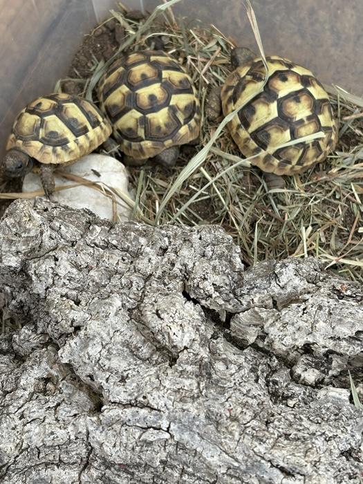 Griechische Landschildkröten