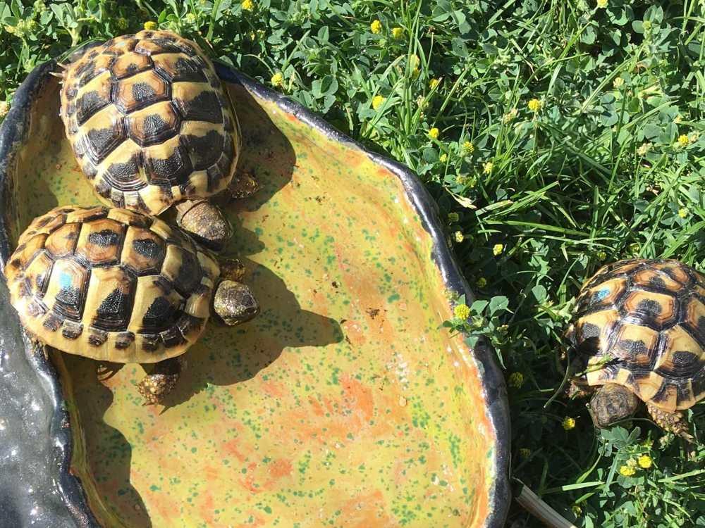 Griechische Landschildkröten NZ2023