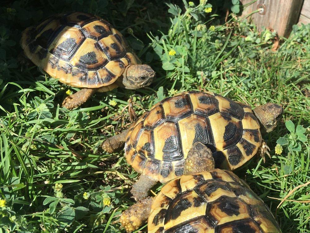 Griechische Landschildkröten NZ2023