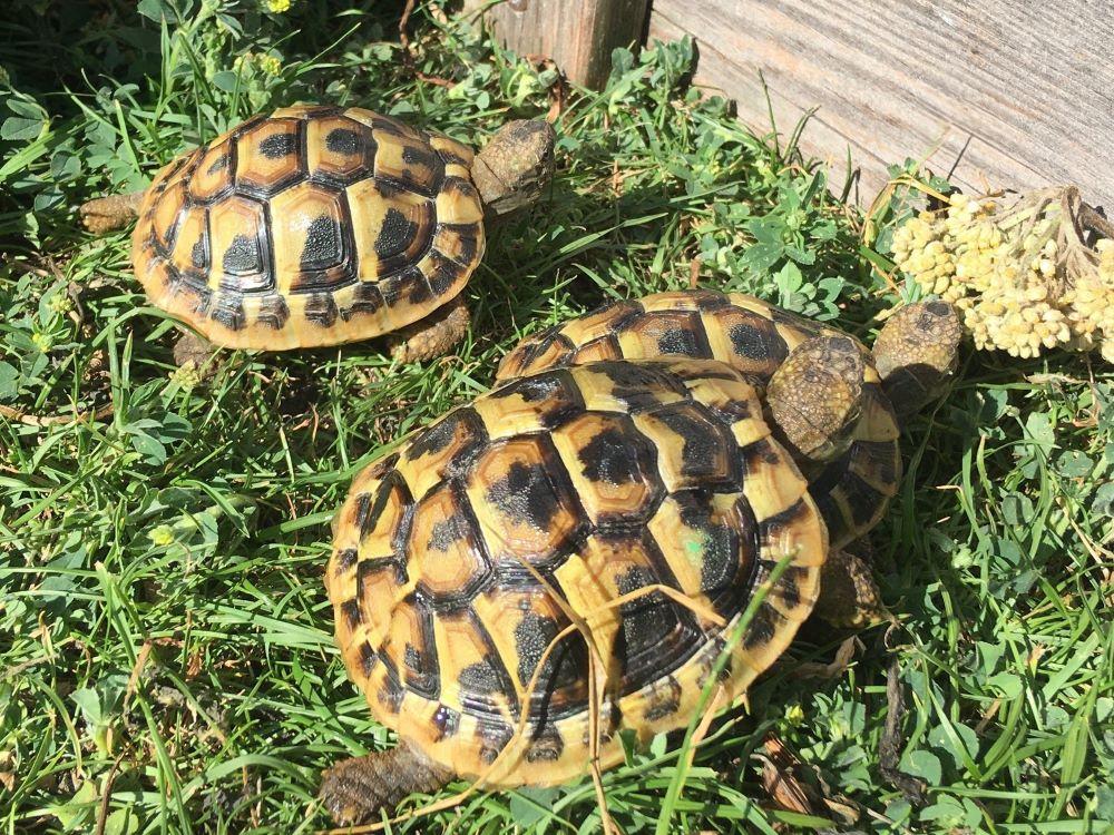 Griechische Landschildkröten NZ2023