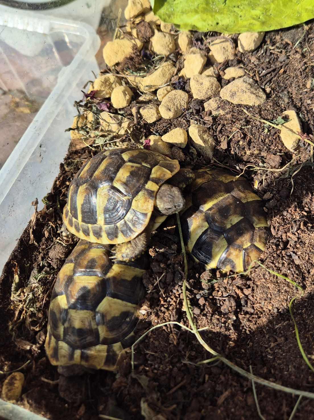 Griechische Landschildkröten - Testudo Hermanni