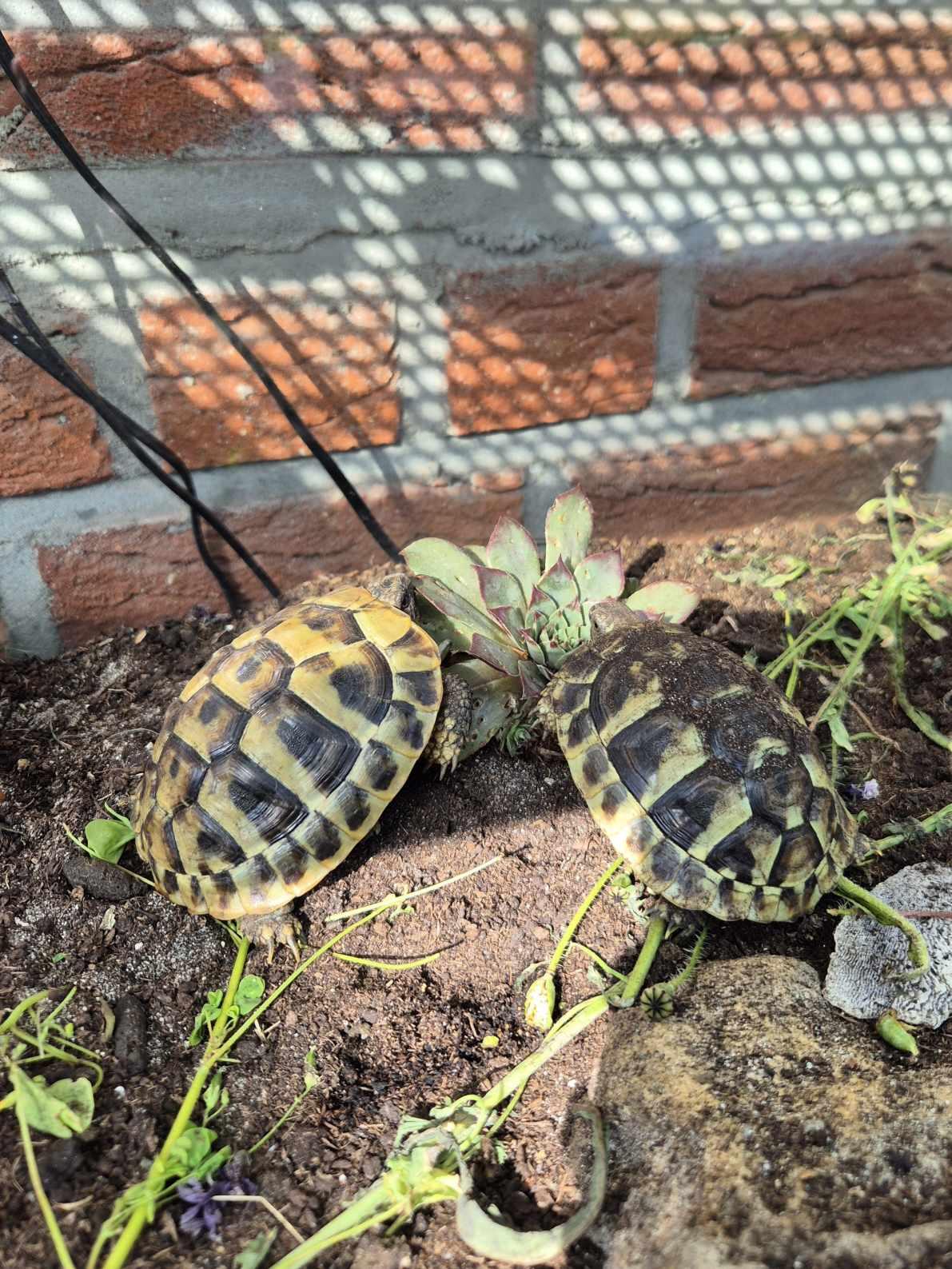 Griechische Landschildkröten - Testudo Hermanni