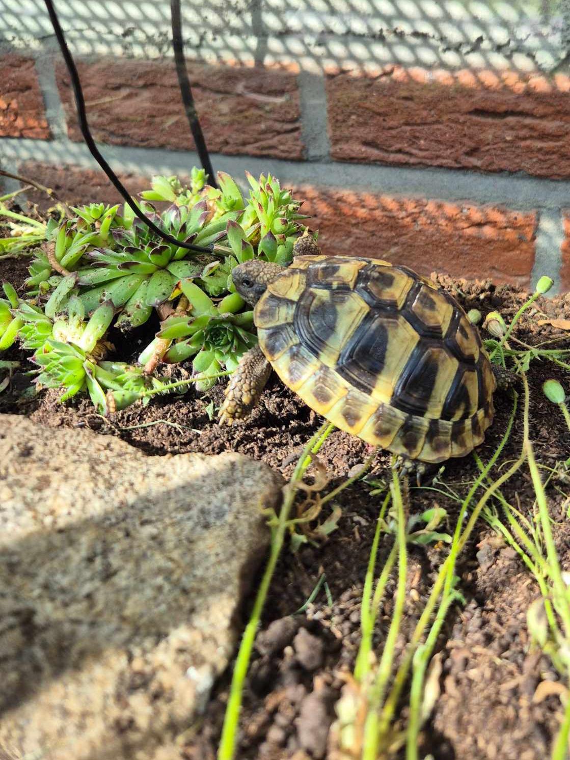 Griechische Landschildkröten - Testudo Hermanni