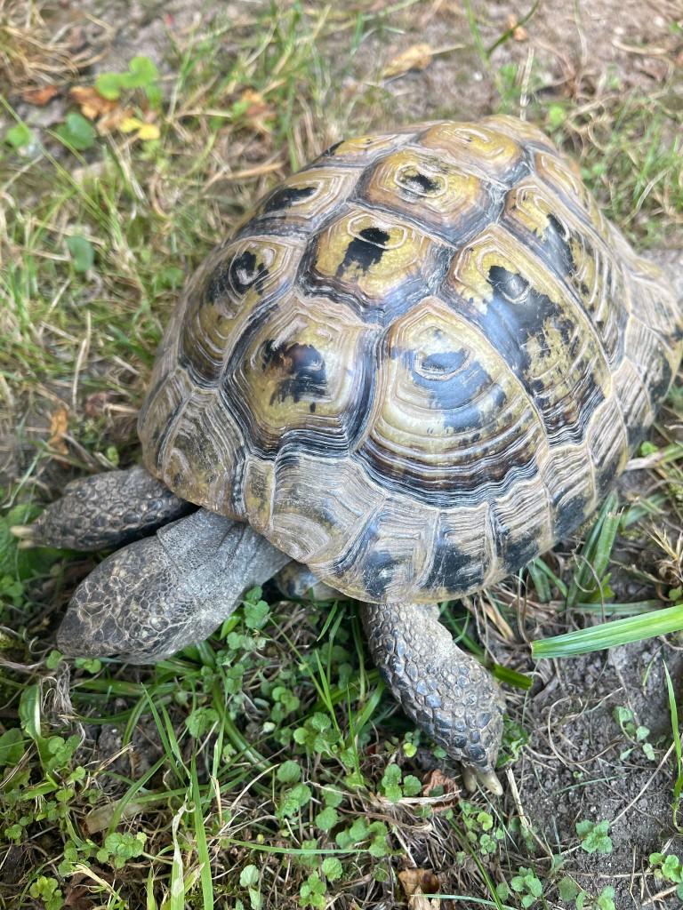 Griechische Landschildkröten, Testudo Hermanni