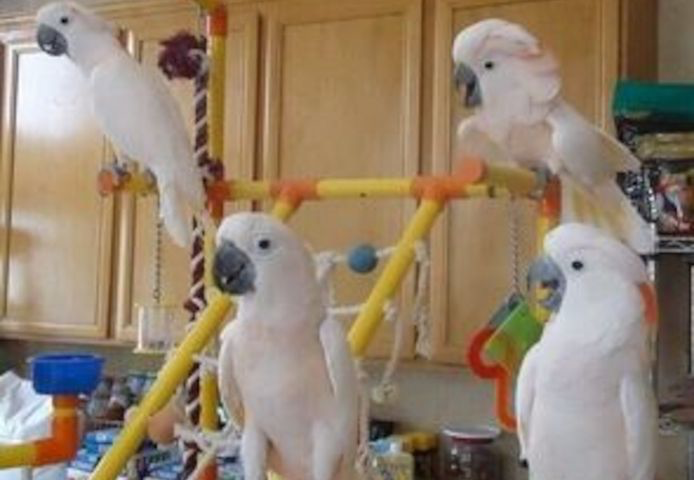 Gut gezähmte und sozialisierte Kakadus verfügbar