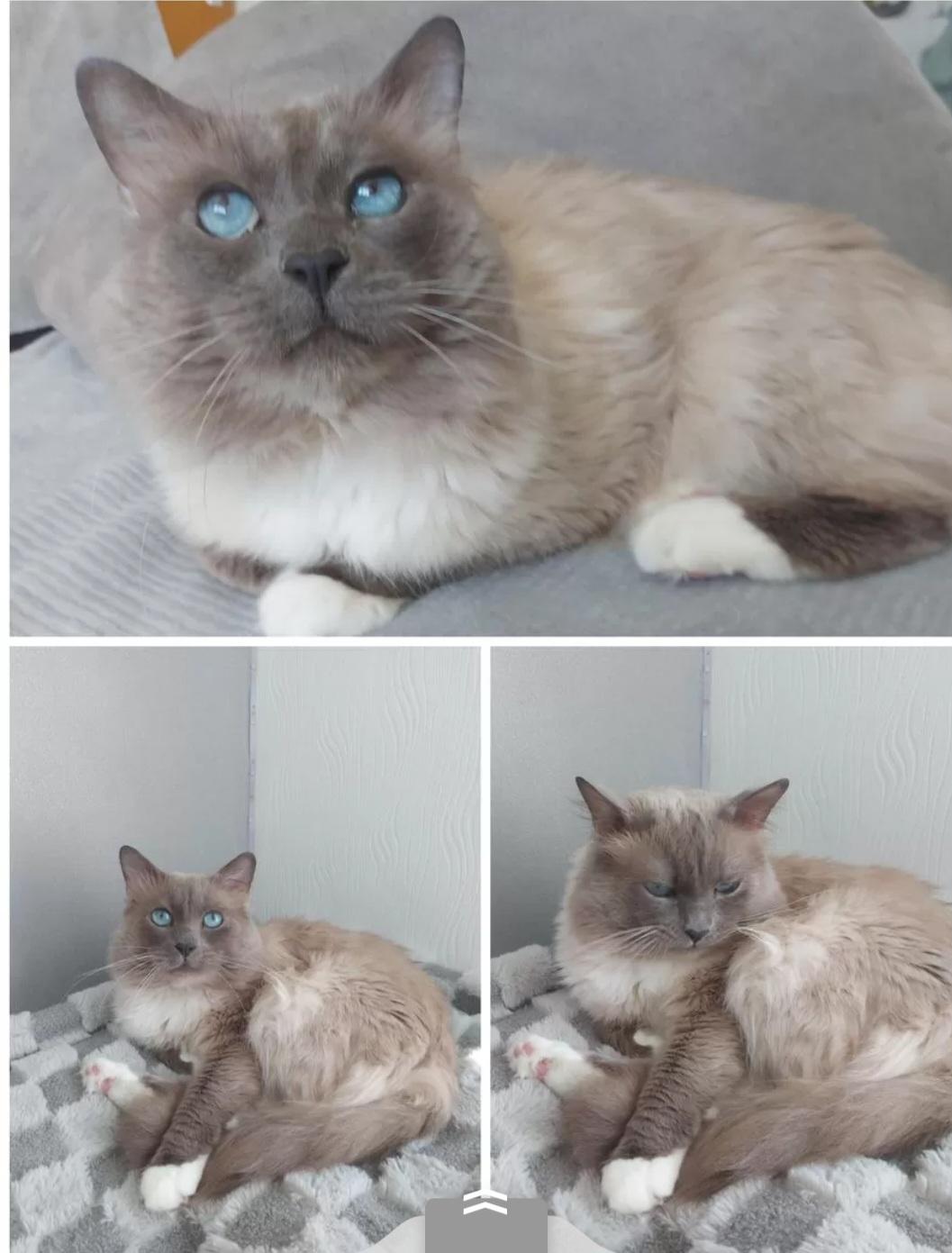 Heilige Birma, Kätzchen,  Birmakitten