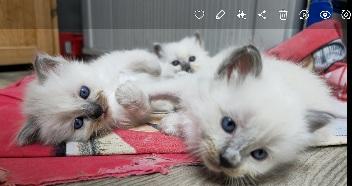 Heilige Birma, Kätzchen,  Birmakitten