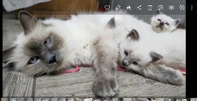 Heilige Birma, Kätzchen,  Birmakitten