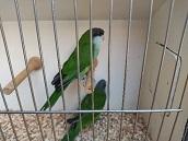 Junge Aymarasittiche