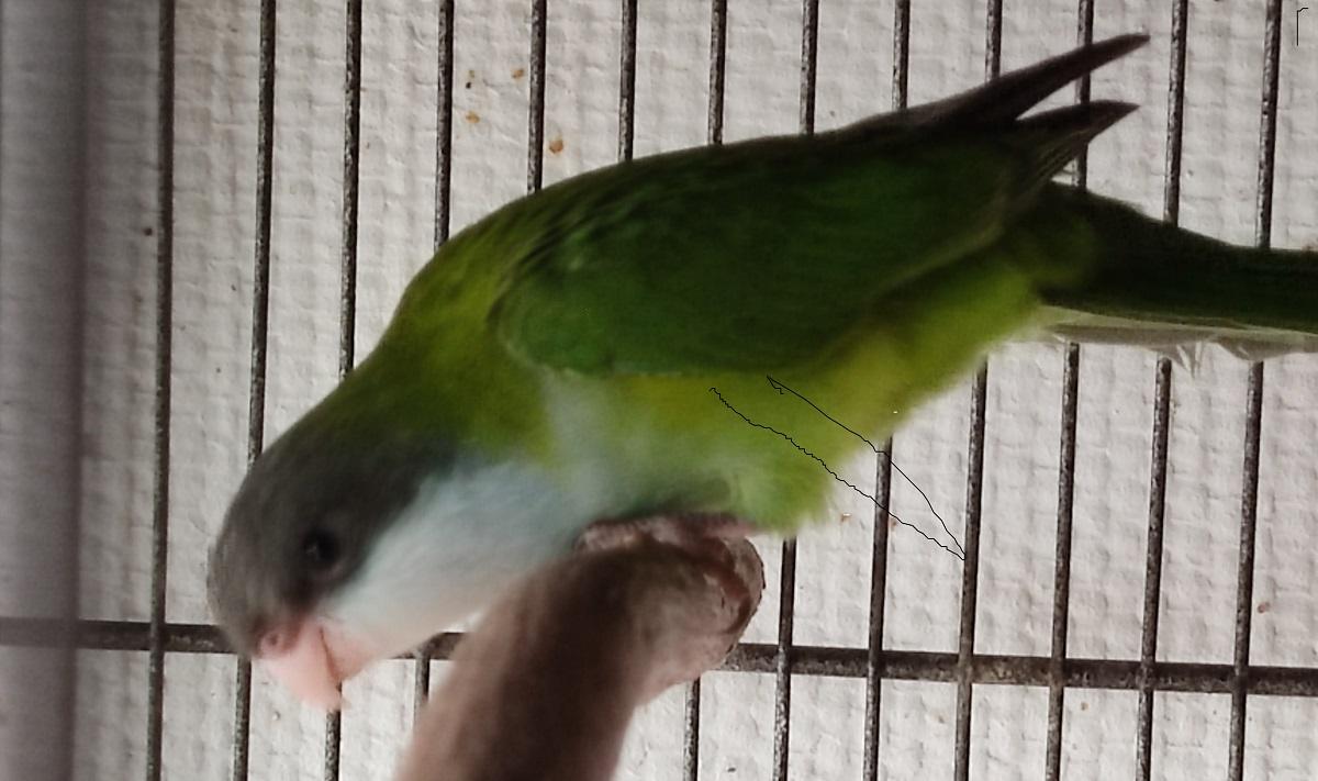 Junge Aymarasittiche