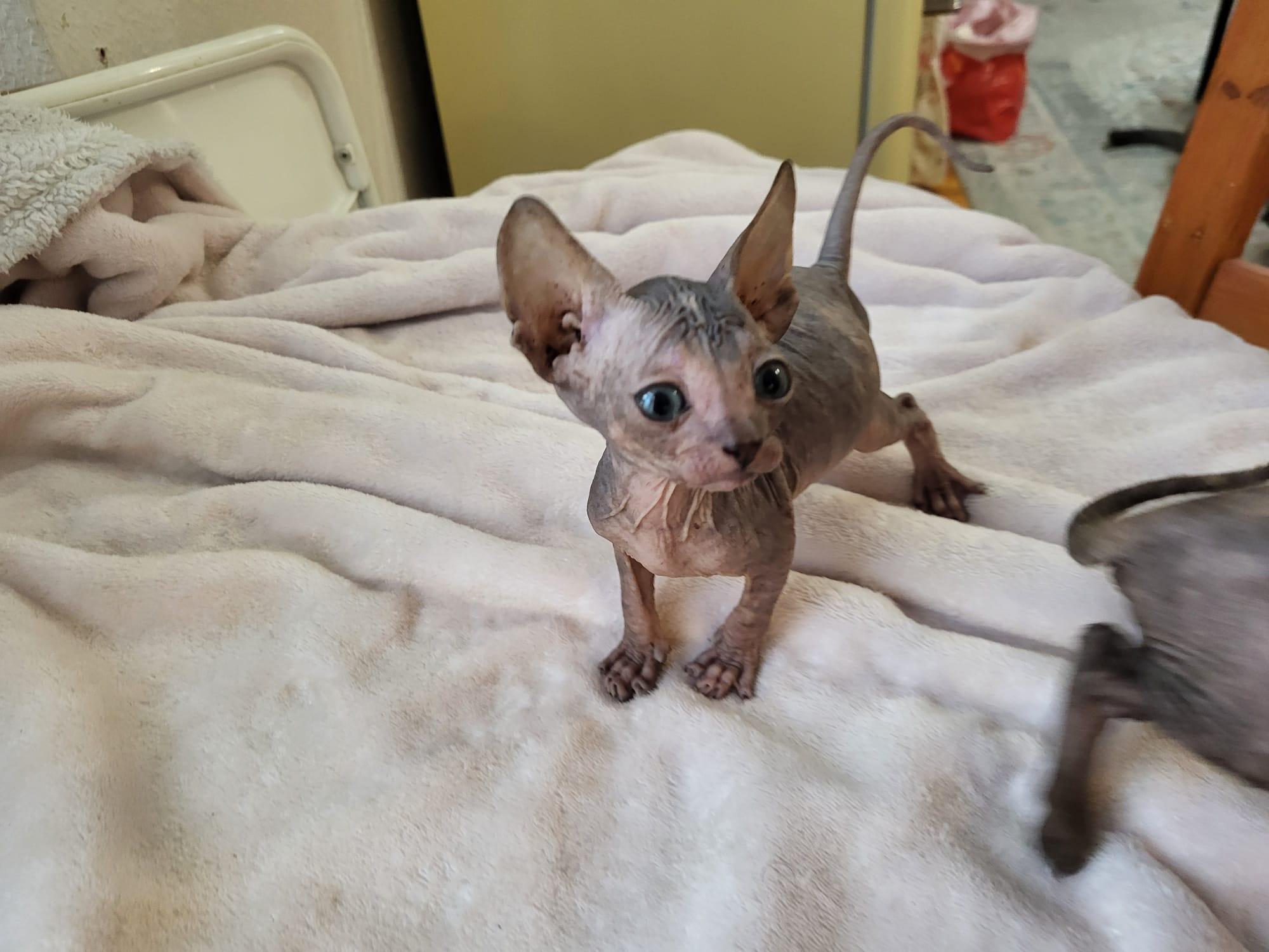 Katzenbabys Sphynx