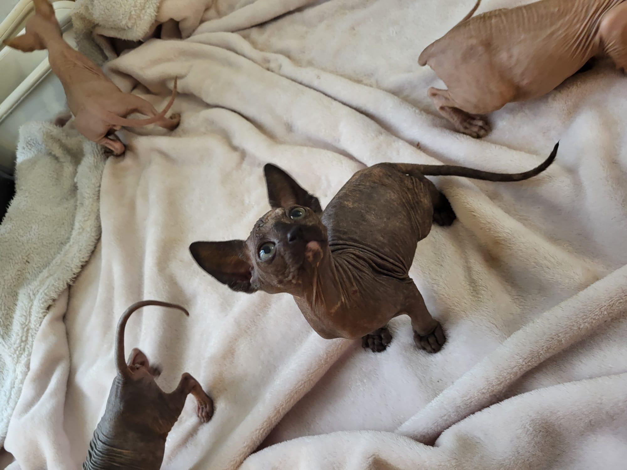 Katzenbabys Sphynx