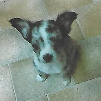 Kleiner süsser mini Chihuahua