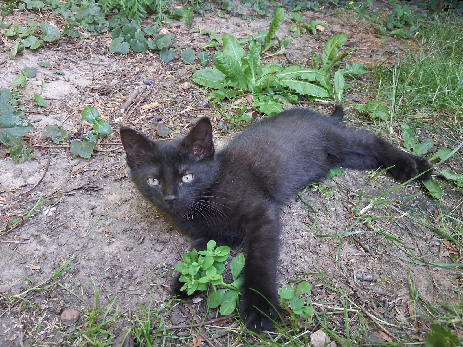 kleines Katzenmädchen