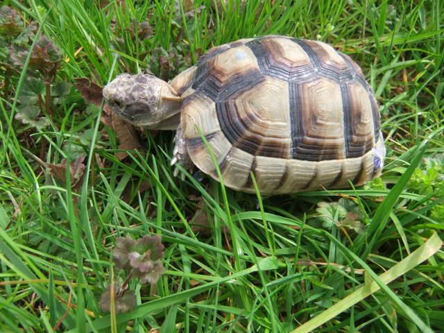 Landschildkröten Breitrand (tm) Jahrgang 2020