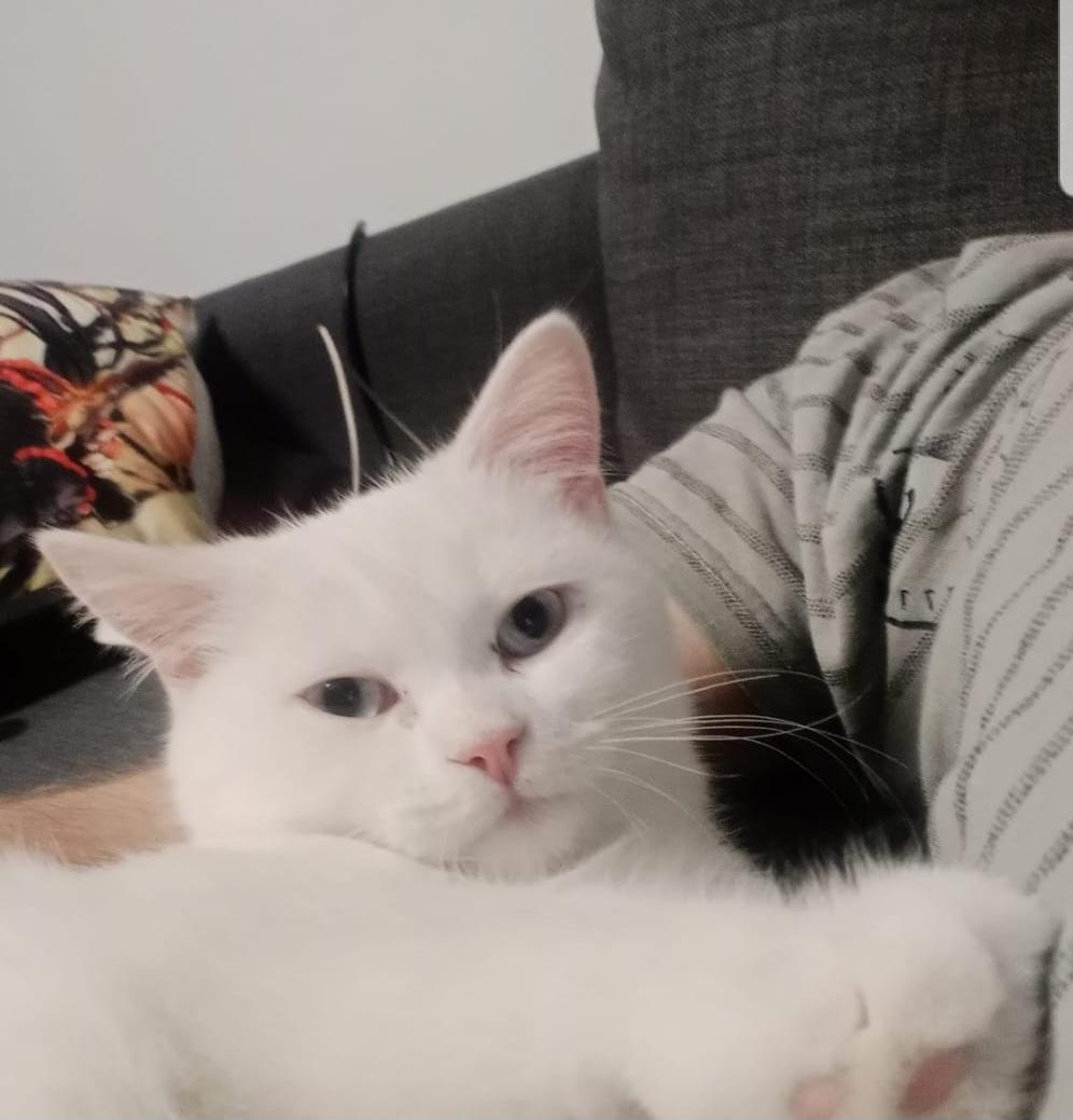 Lieber Bkh Kater sucht dringend