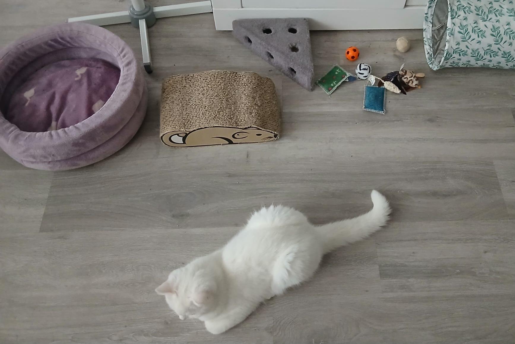 Lieber Bkh Kater sucht dringend