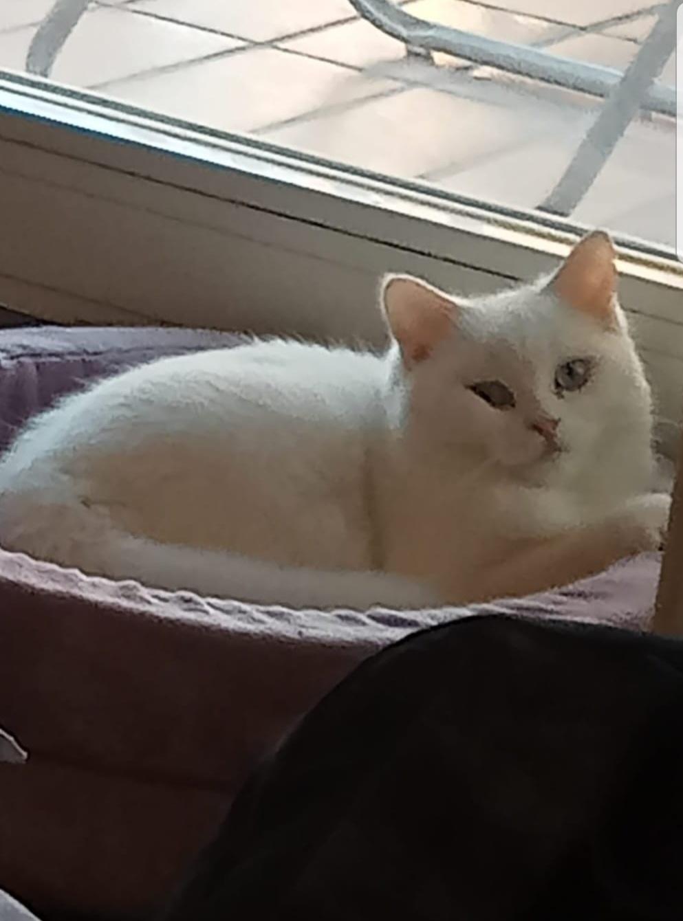 Lieber Bkh Kater sucht dringend