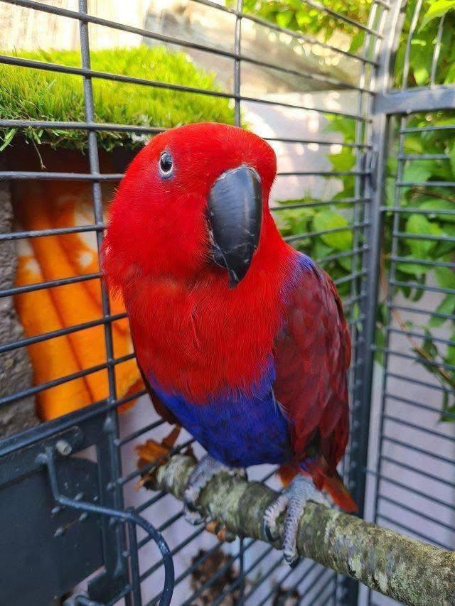 Neuguinea-Edelpapageien abzugeben