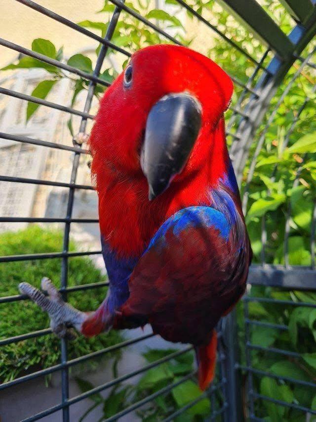 Neuguinea-Edelpapageien abzugeben