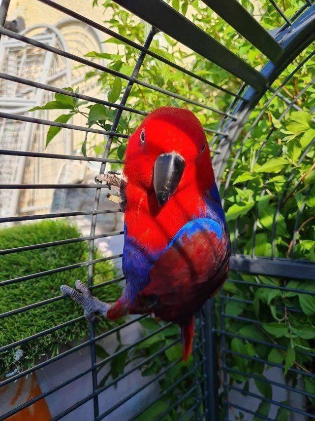 Neuguinea-Edelpapageien abzugeben