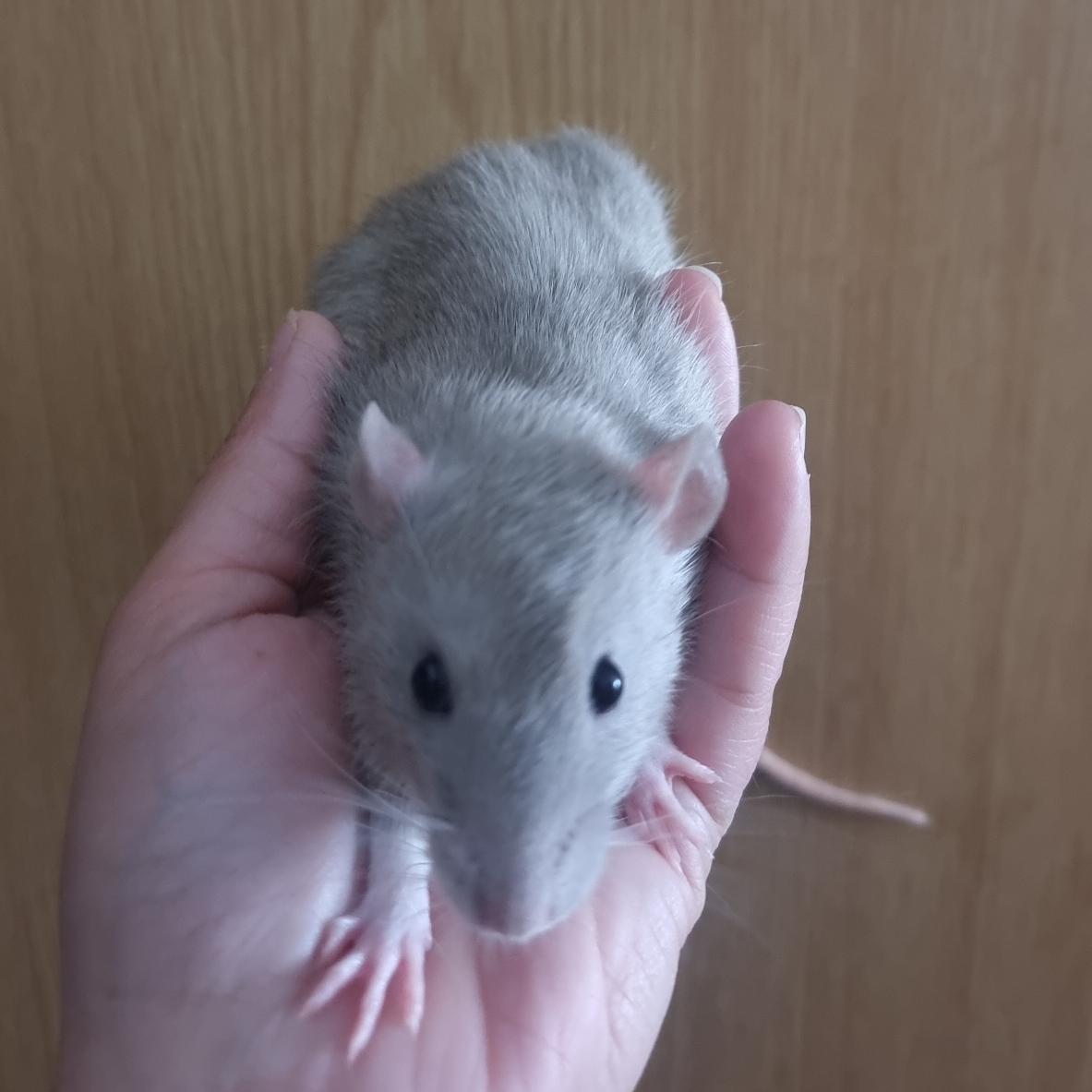 Ratten Jungtiere Suchen Zuhause