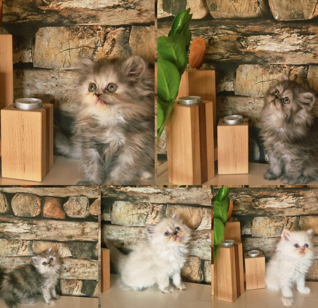 Reinrassige Perserkitten mit Stammbaum