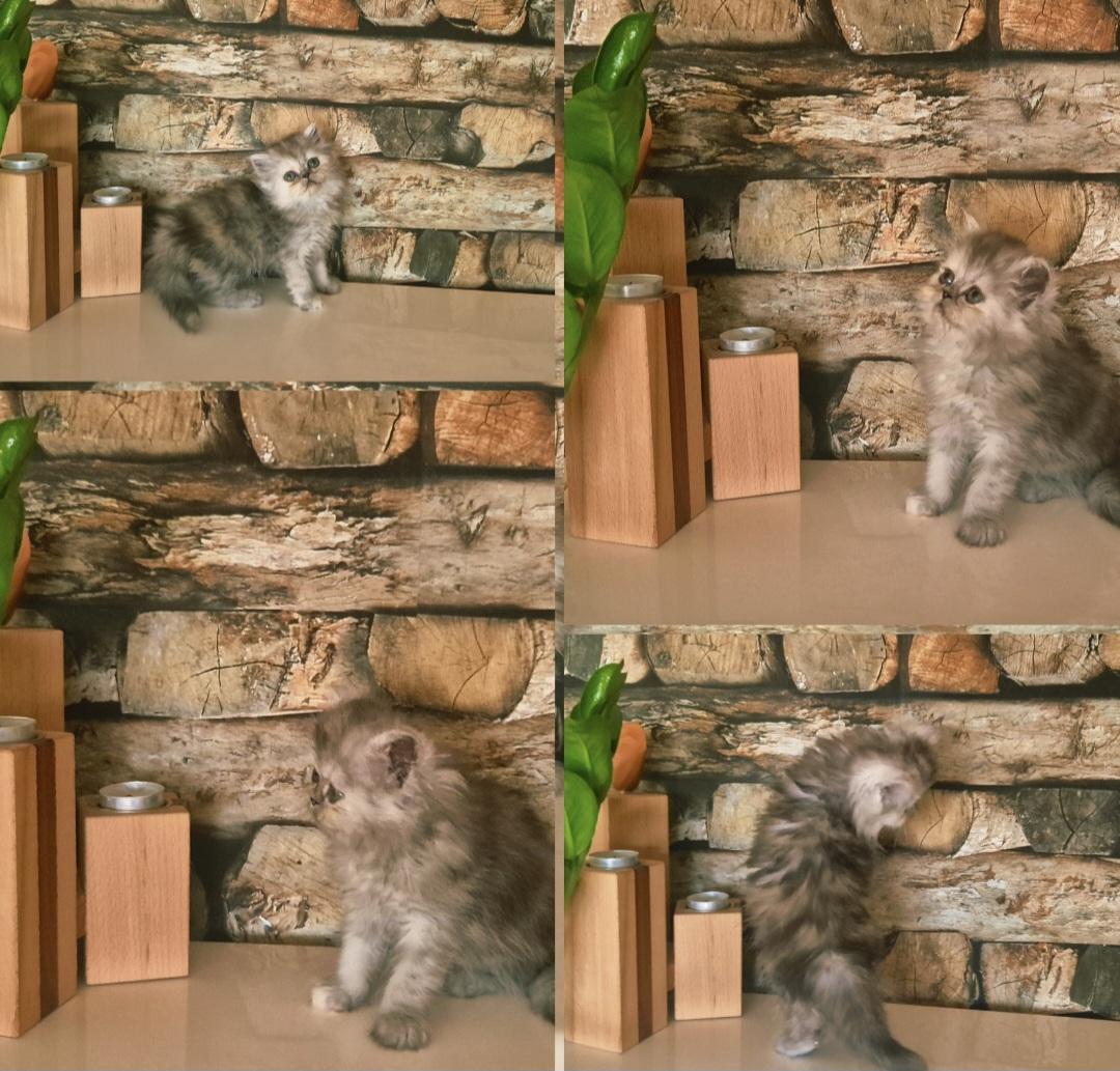 Reinrassige Perserkitten mit Stammbaum