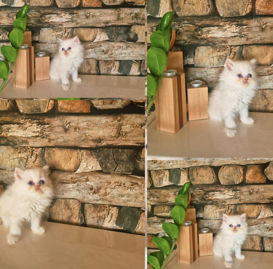 Reinrassige Perserkitten mit Stammbaum