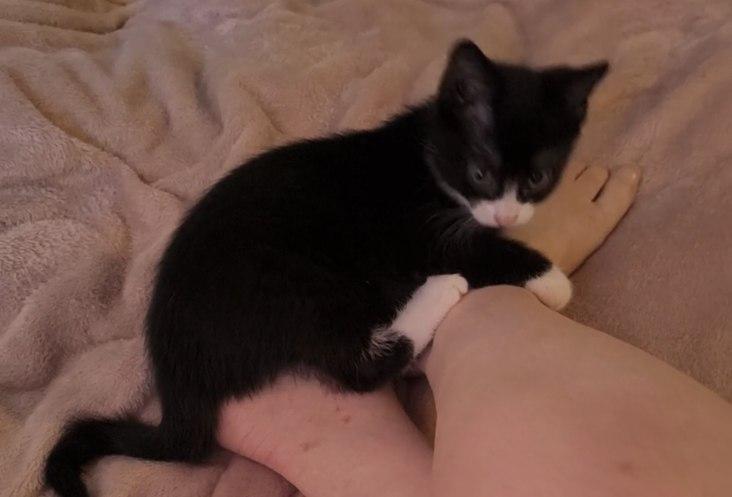 Sassy sucht dringend ein liebevolles Zuhause