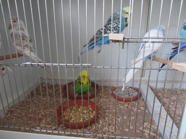 Schauwellensittiche aus Hobbyzucht