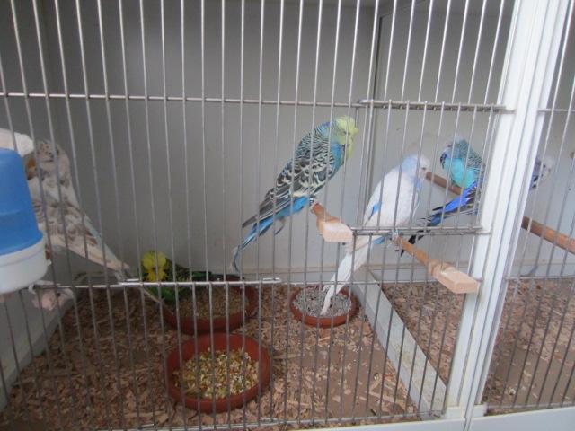 Schauwellensittiche aus Hobbyzucht