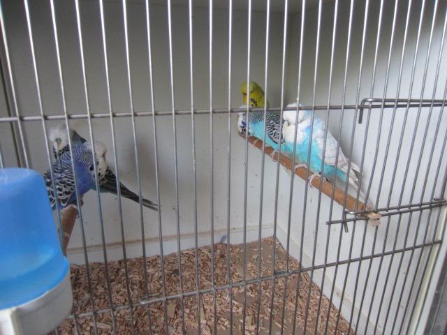 Schauwellensittiche aus Hobbyzucht