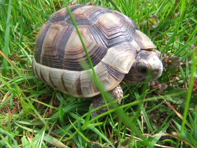 Schildkröten Breitrand NZ 2021