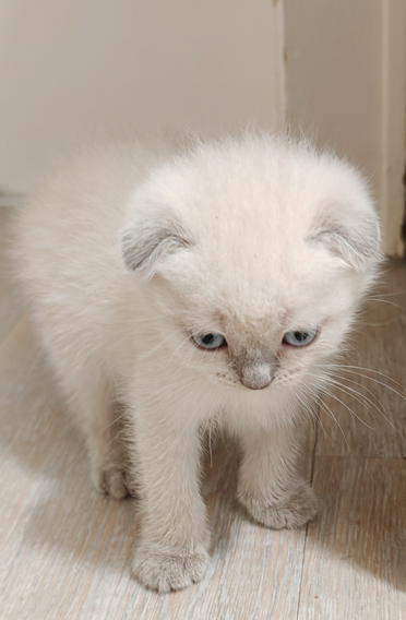 SchottishFold Kitten