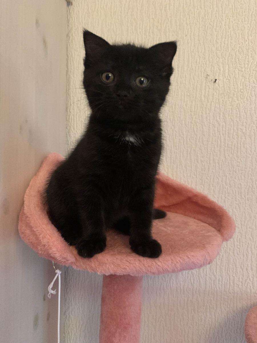 Scottish Fold Mix Kitten in Tabby-Schwarz (weiblic