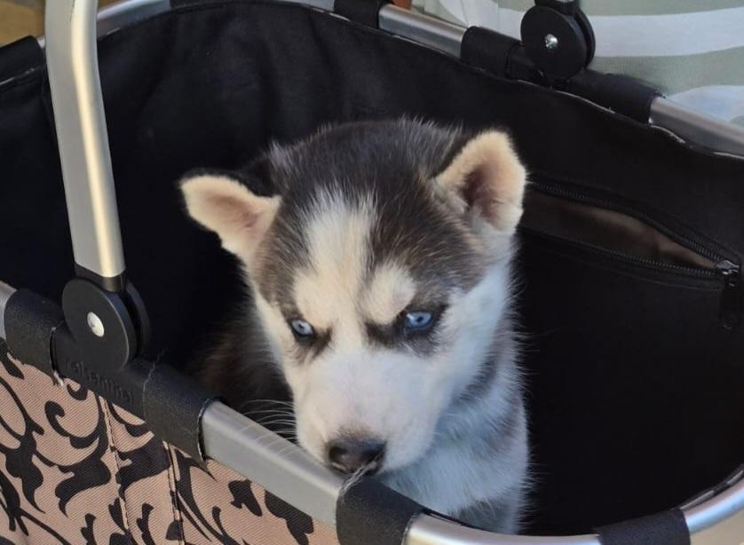 Sibirische Husky Welpen