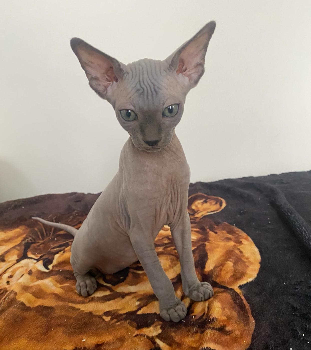 Sphynx Baby Kätzchen