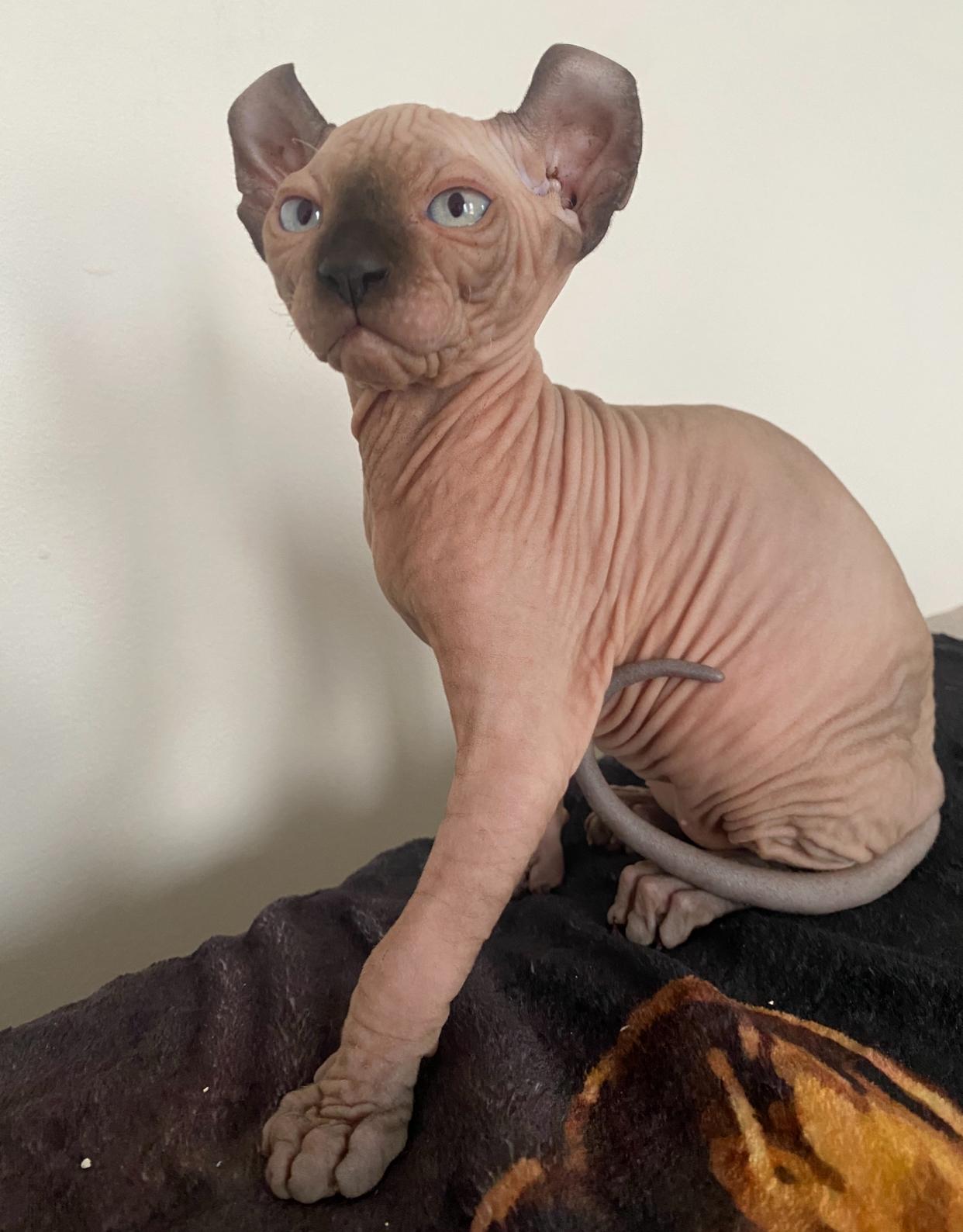 Sphynx Baby Kätzchen