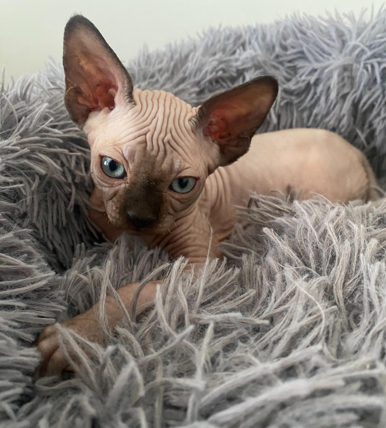 Sphynx Baby Kätzchen