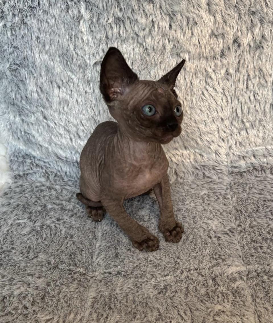 Sphynx Kitten