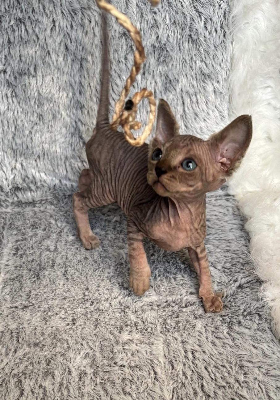 Sphynx Kitten