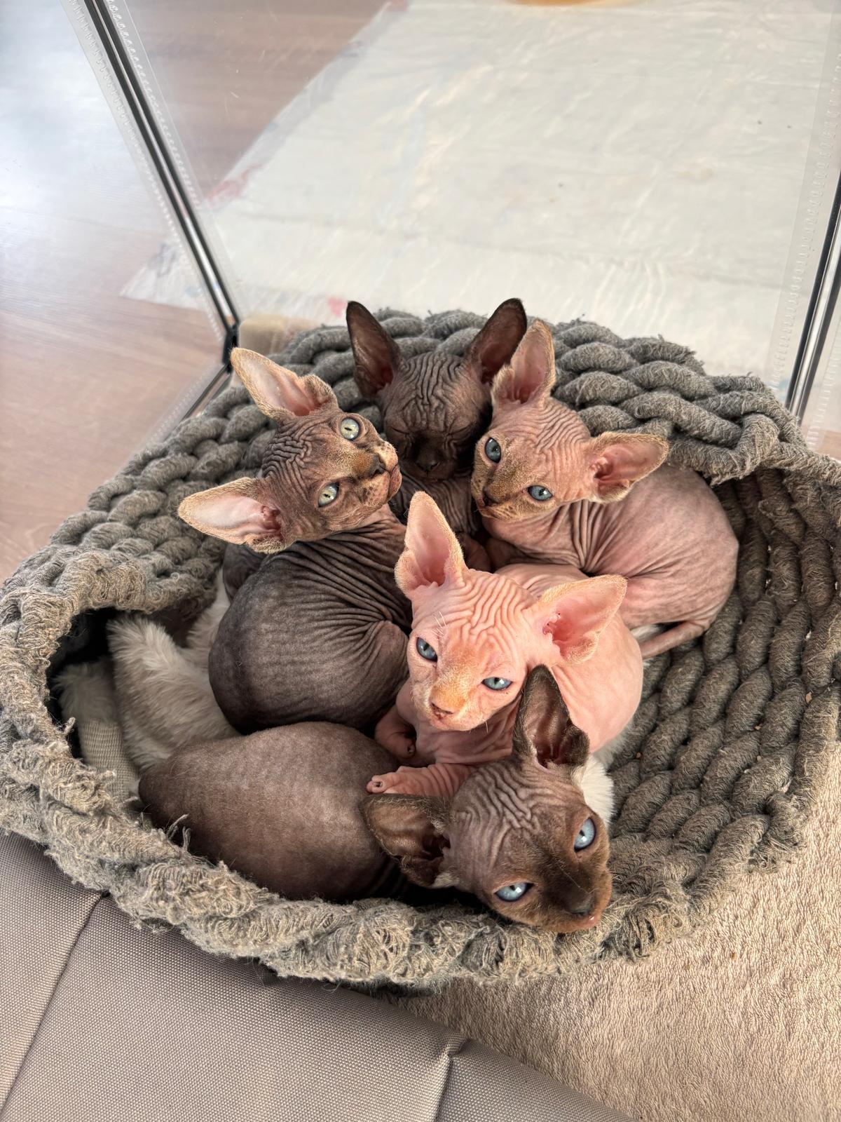 Sphynx Kitten