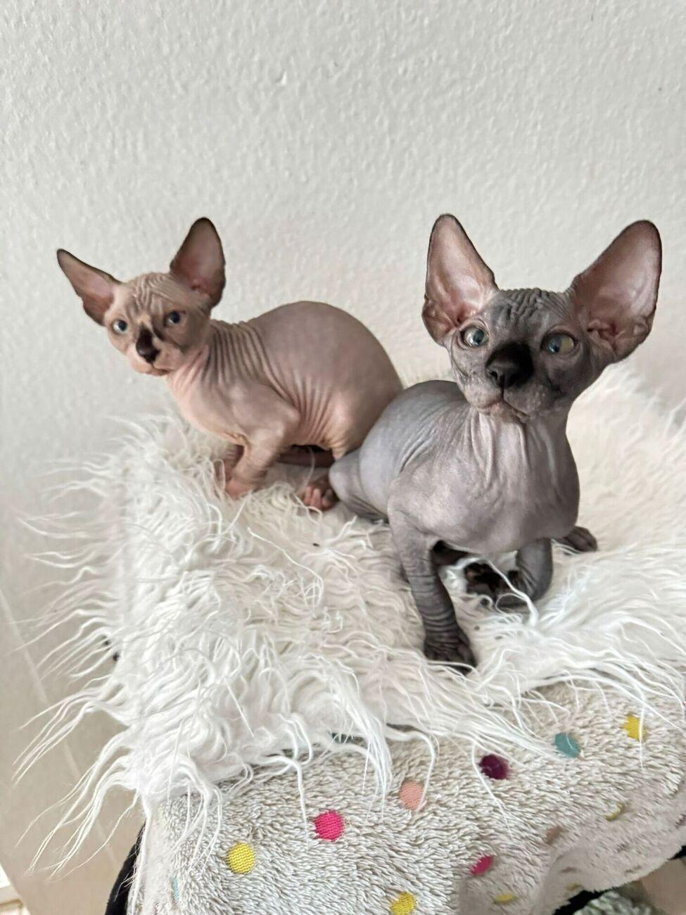 Sphynx Kitten Weiblich