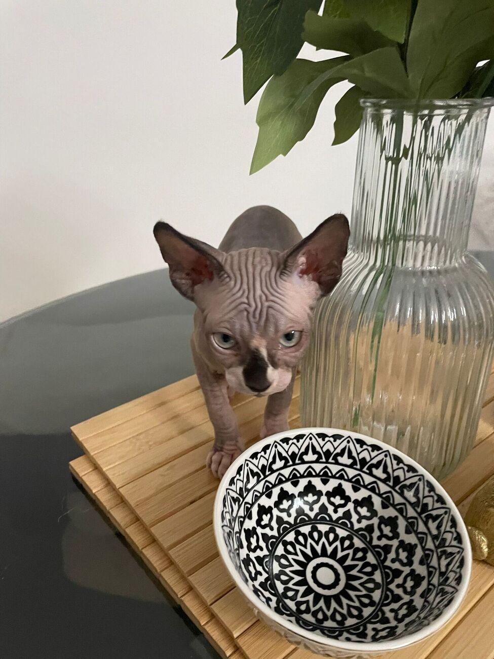 Sphynx Kitten Weiblich